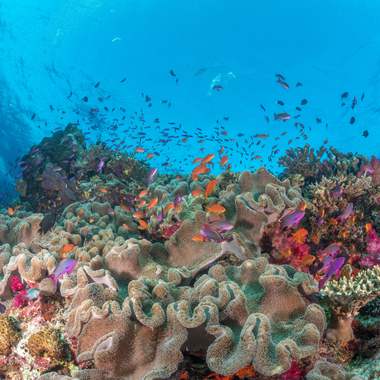 coral reef